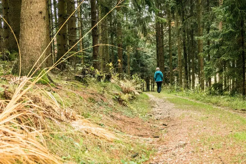 A walking path through green trees
